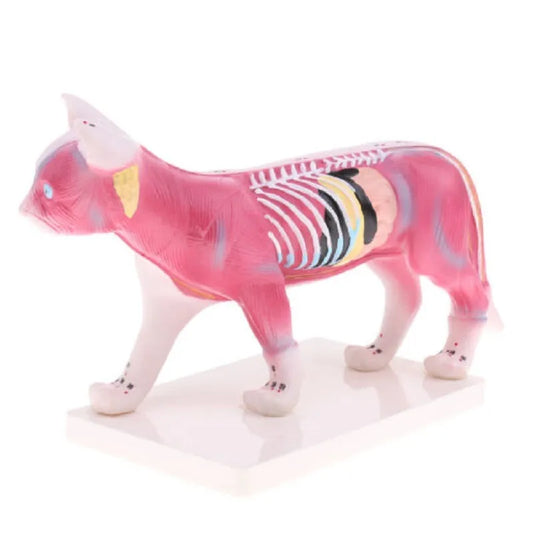 Acupuncture Points and Anatomy Model-cat - Pet medical equipment