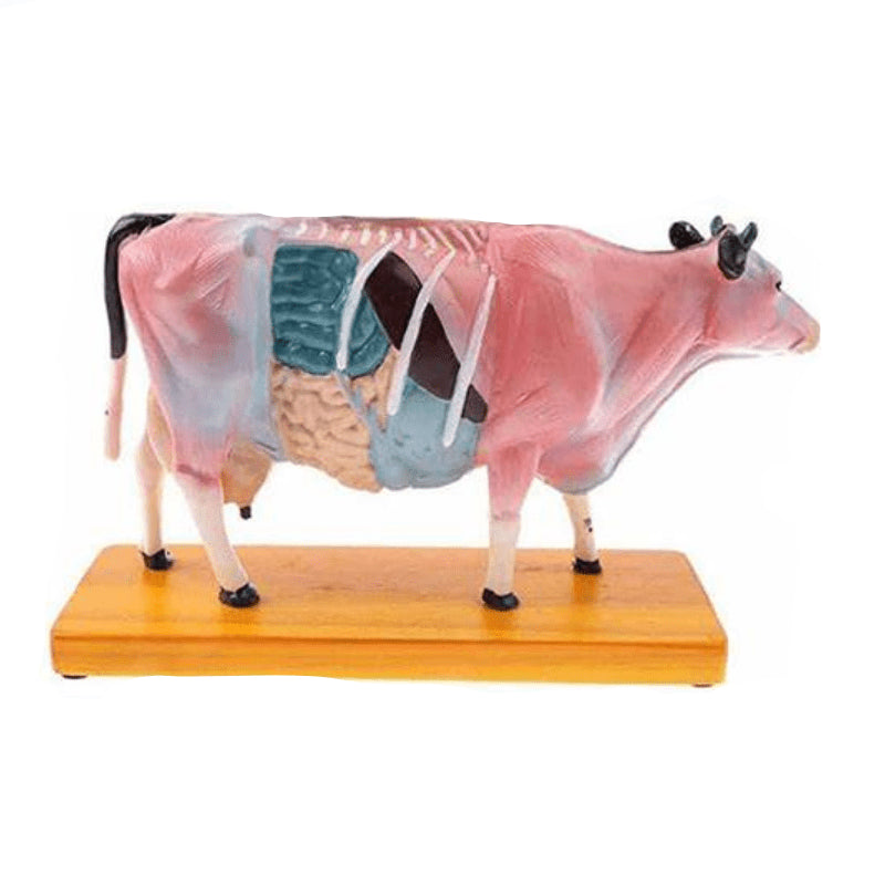 Acupuncture Points and Anatomy Model-cow - Pet medical equipment