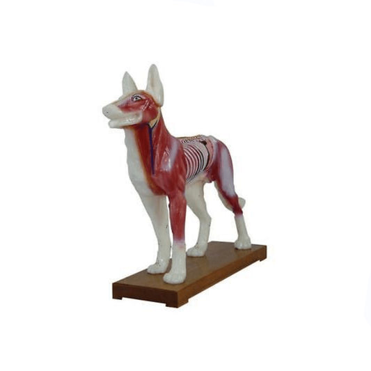Acupuncture Points and Anatomy Model-dog - Pet medical equipment