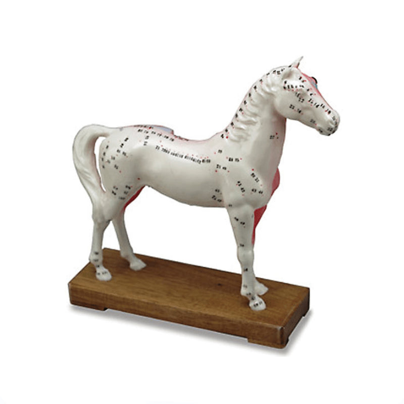 Acupuncture Points and Anatomy Model-horse - Pet medical equipment