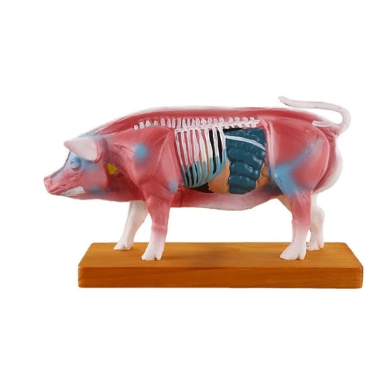 Acupuncture Points and Anatomy Model-pig - Pet medical equipment