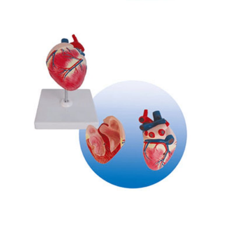 Anatomical Model of The Dog Heart - Pet medical equipment