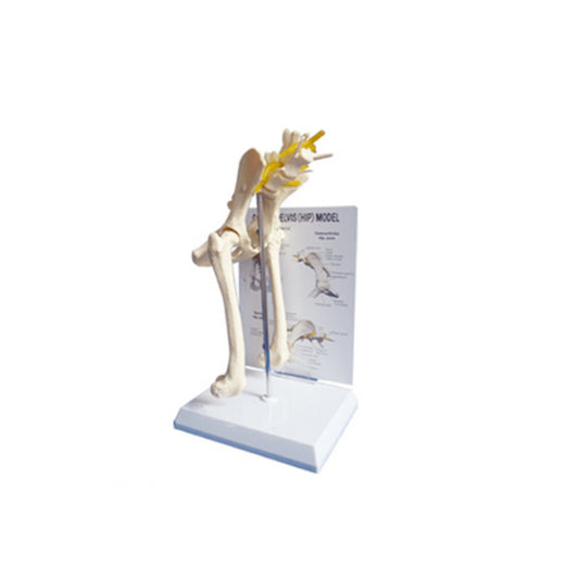 Anatomical Model of Canine Pelvis - Pet medical equipment