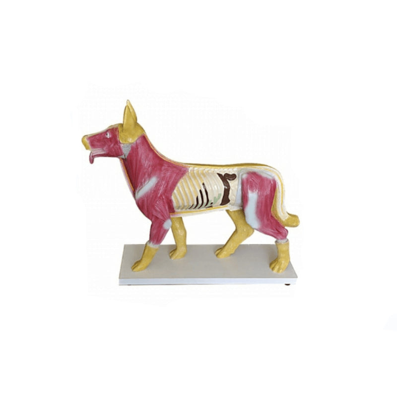 Animals Anatomy Model-Dog - Pet medical equipment