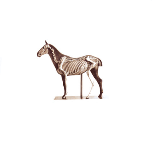Animals Anatomy Model-Horse - Pet medical equipment