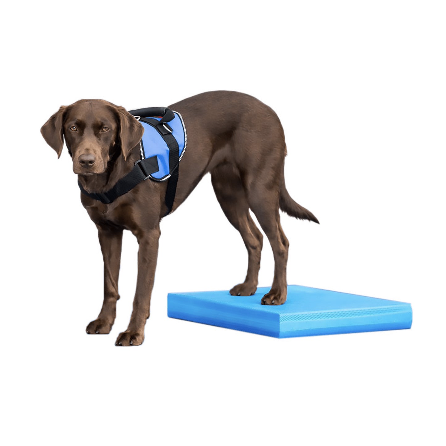 Balance Pad - Pet medical equipment