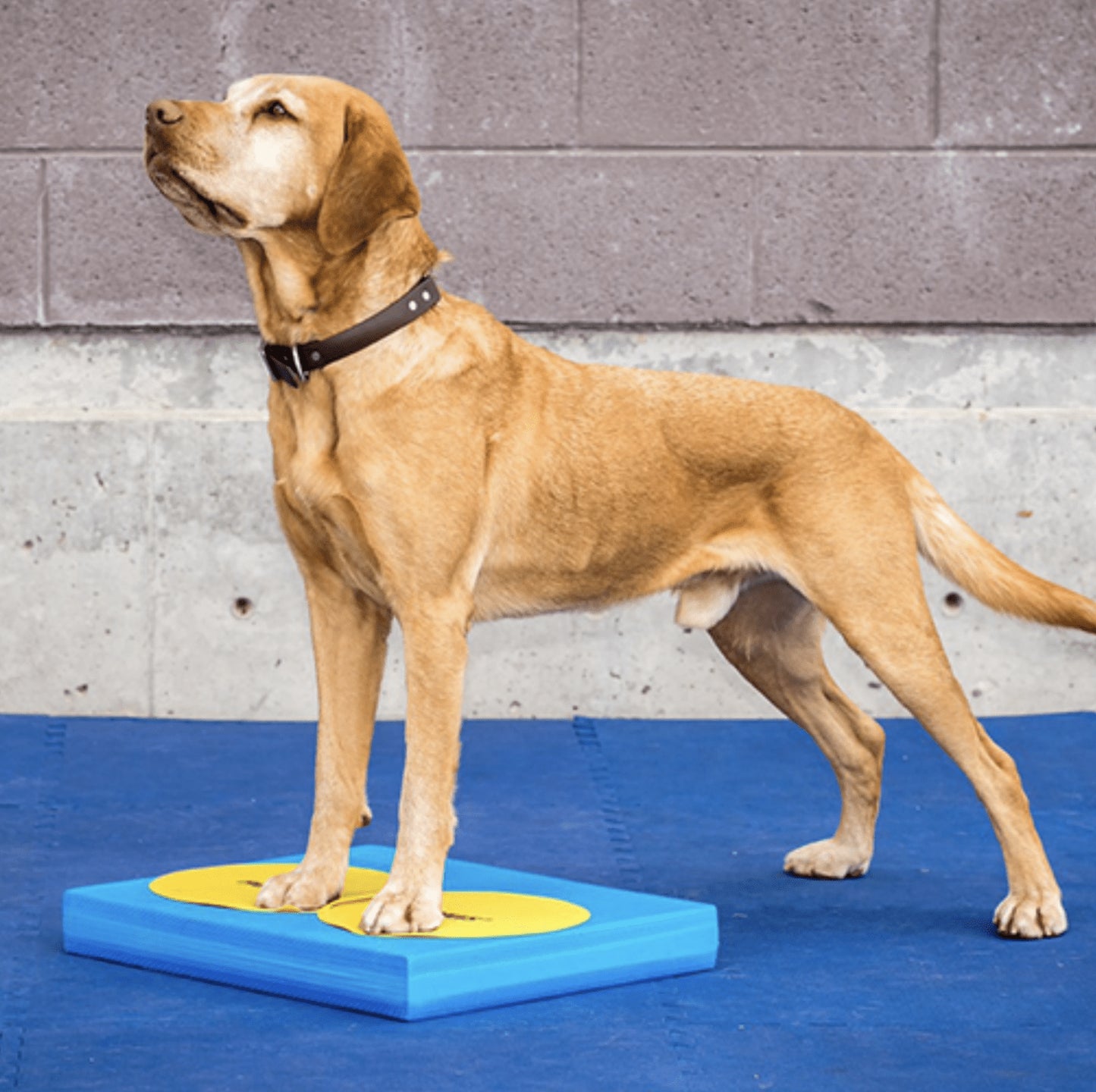 Balance Pad - Pet medical equipment