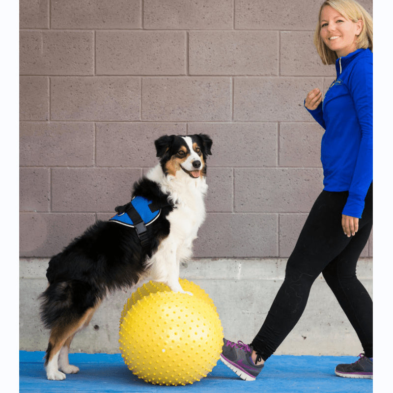 Balance TRAX™ Peanut Benefits - Pet medical equipment