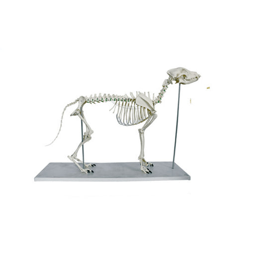 Big Dog Skeleton Model - Pet medical equipment