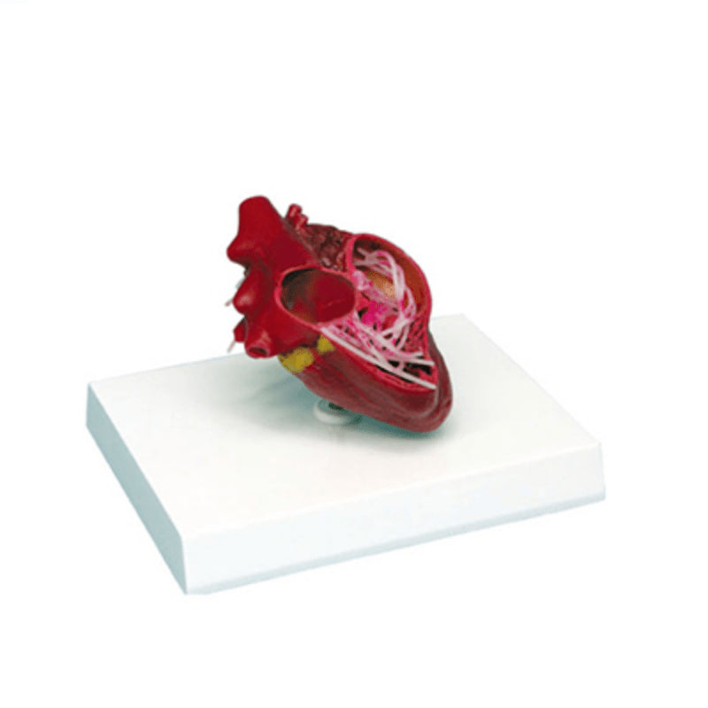 Canine Cardiac Anatomy Model of Heartworm - Pet medical equipment