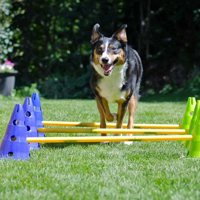 Canine Gym Agility Kit, Mesh Bag, 12" - Pet medical equipment