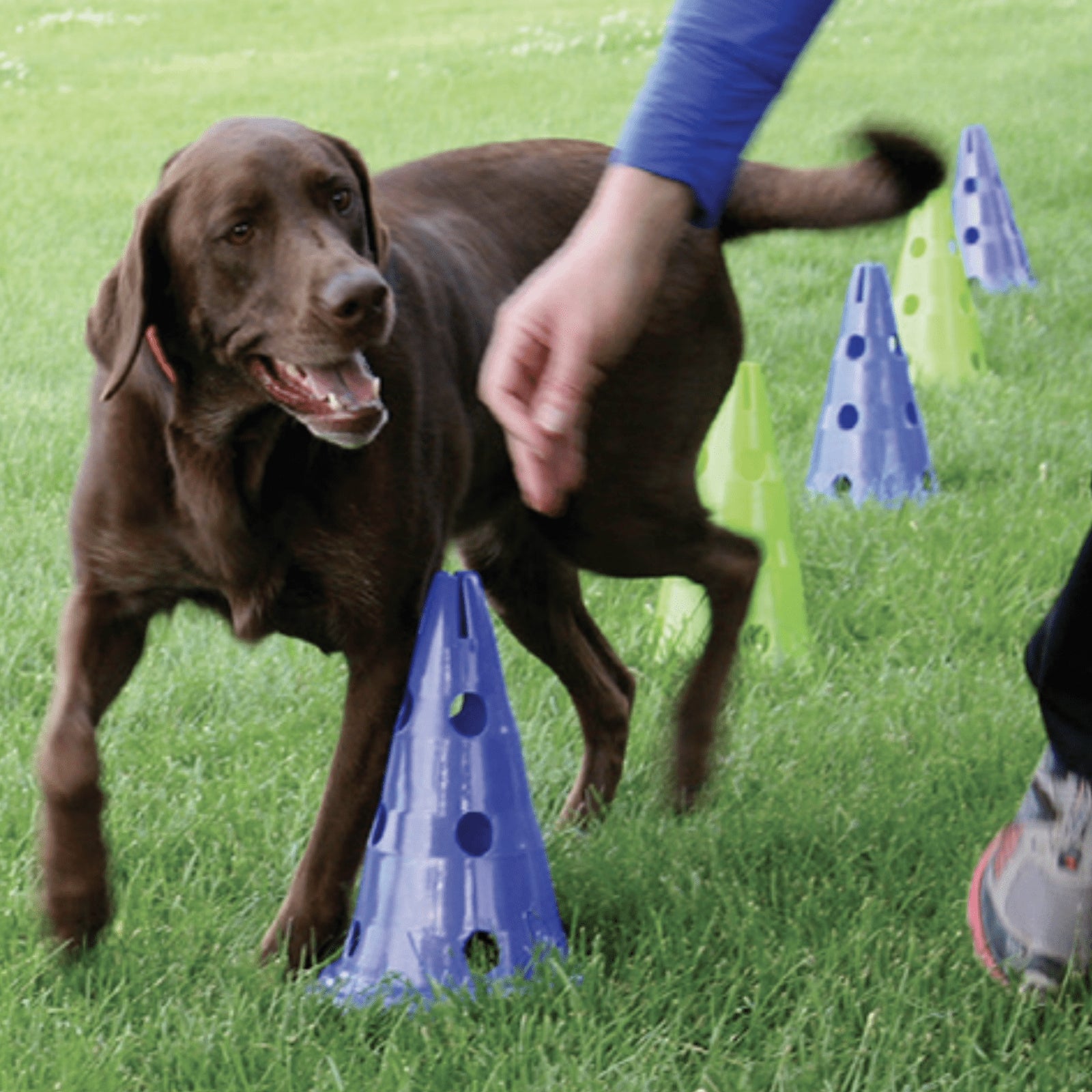 Canine Gym Agility Kit, Mesh Bag, 12" - Pet medical equipment