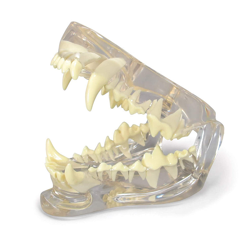 Canine Jaw with Pathologies Model-B - Pet medical equipment