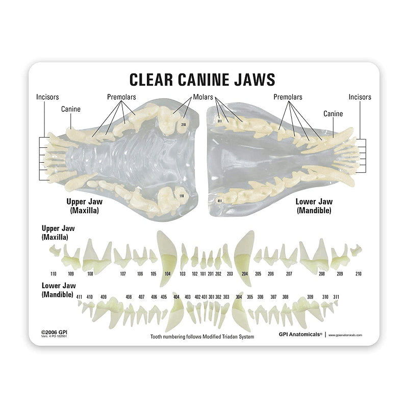 Canine Jaw with Pathologies Model-B - Pet medical equipment