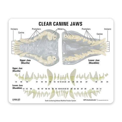 Canine Jaw with Pathologies Model-B - Pet medical equipment