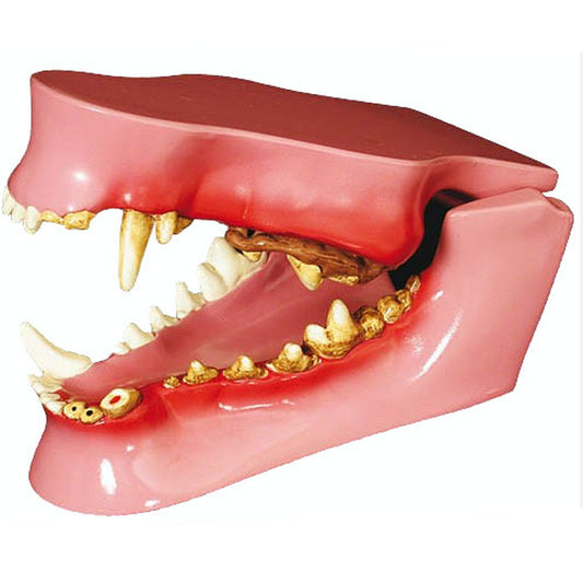 Canine Jaw with Pathologies Model - Pet medical equipment
