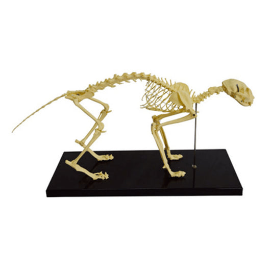 Cat Skeleton Model - Pet medical equipment