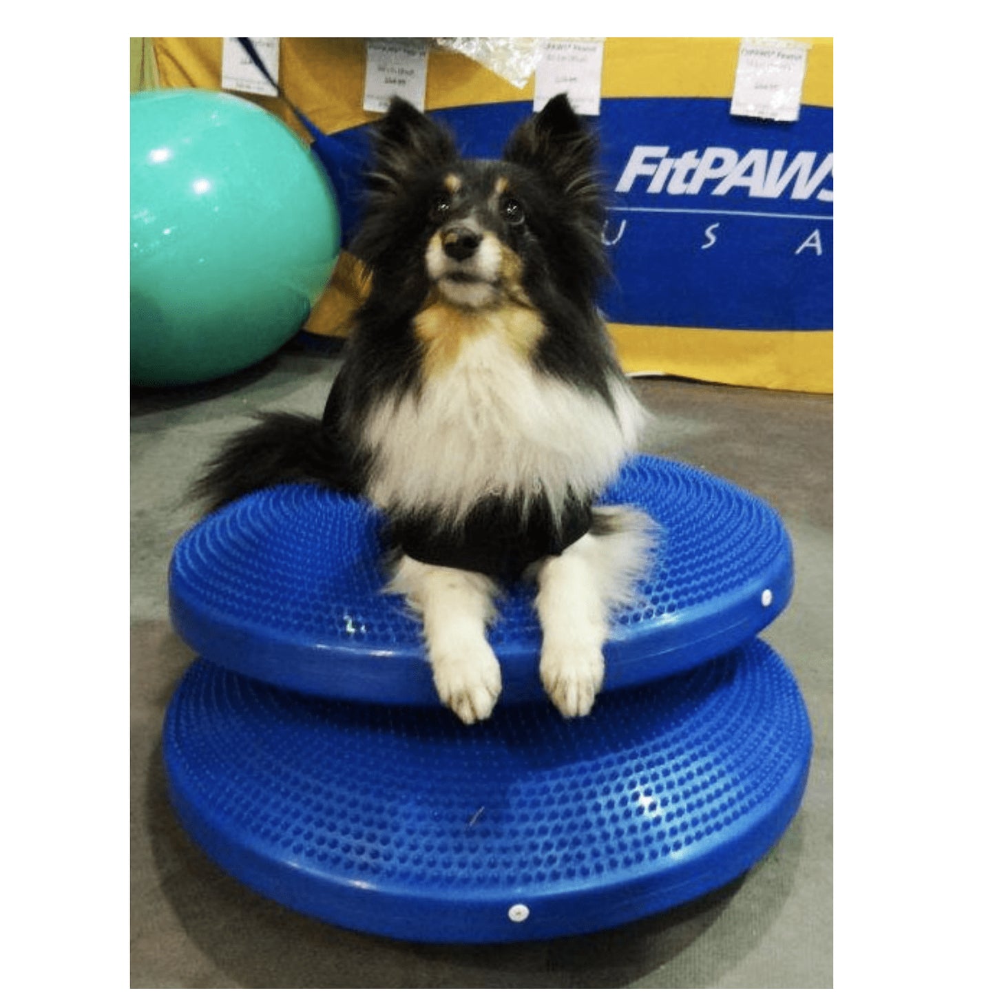 Dog Balance Disc - Pet medical equipment