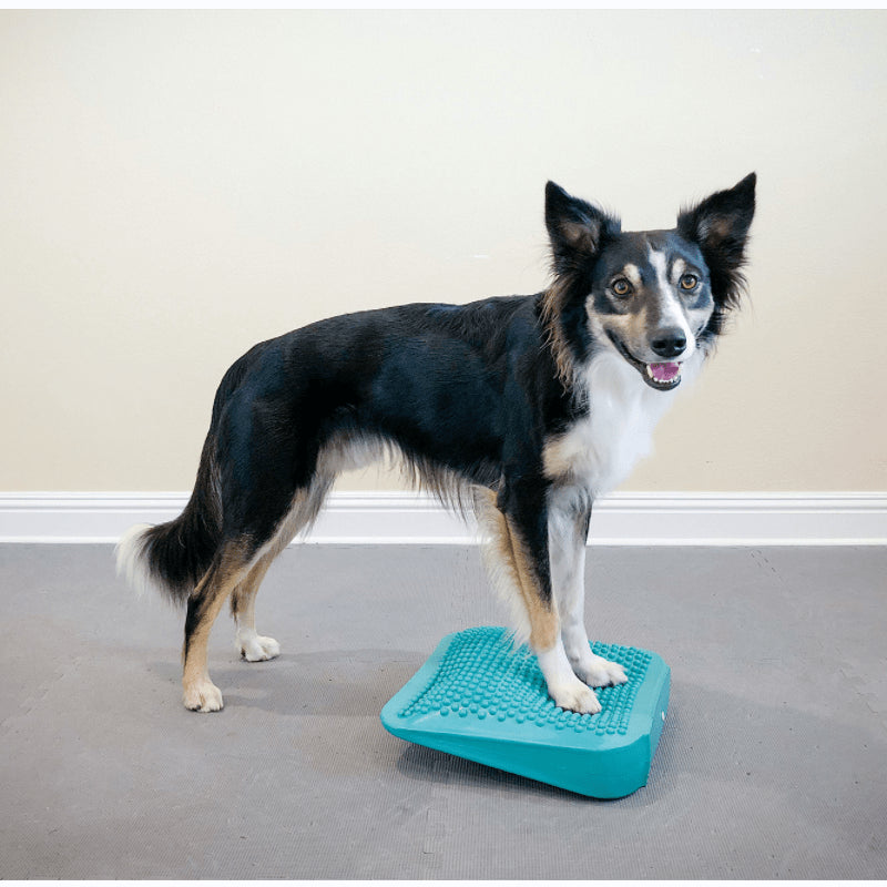 Dog Balance Ramp - Pet medical equipment