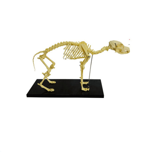 Dog Skeleton Model - Pet medical equipment