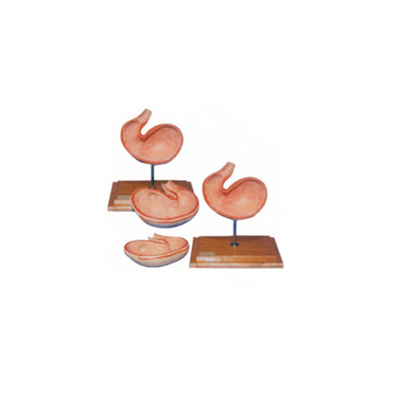 Dog Stomach Anatomy Model - Pet medical equipment