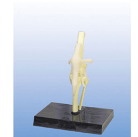 Dog knee joint model - Pet medical equipment