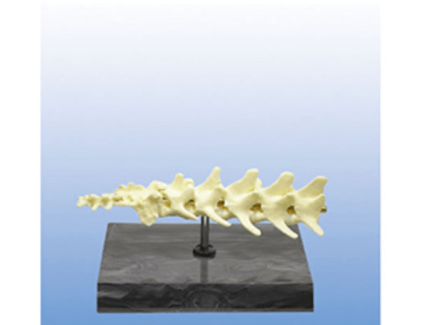 Dog lumbar joint model - Pet medical equipment