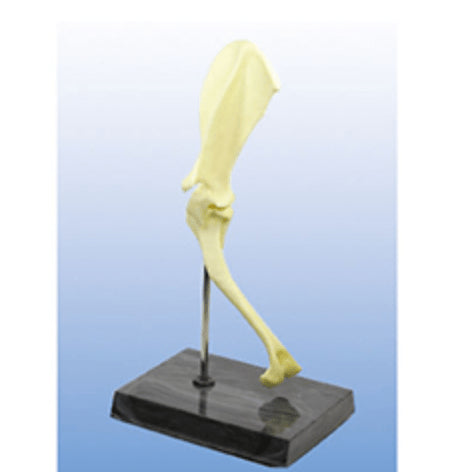 Dog shoulder joint model - Pet medical equipment