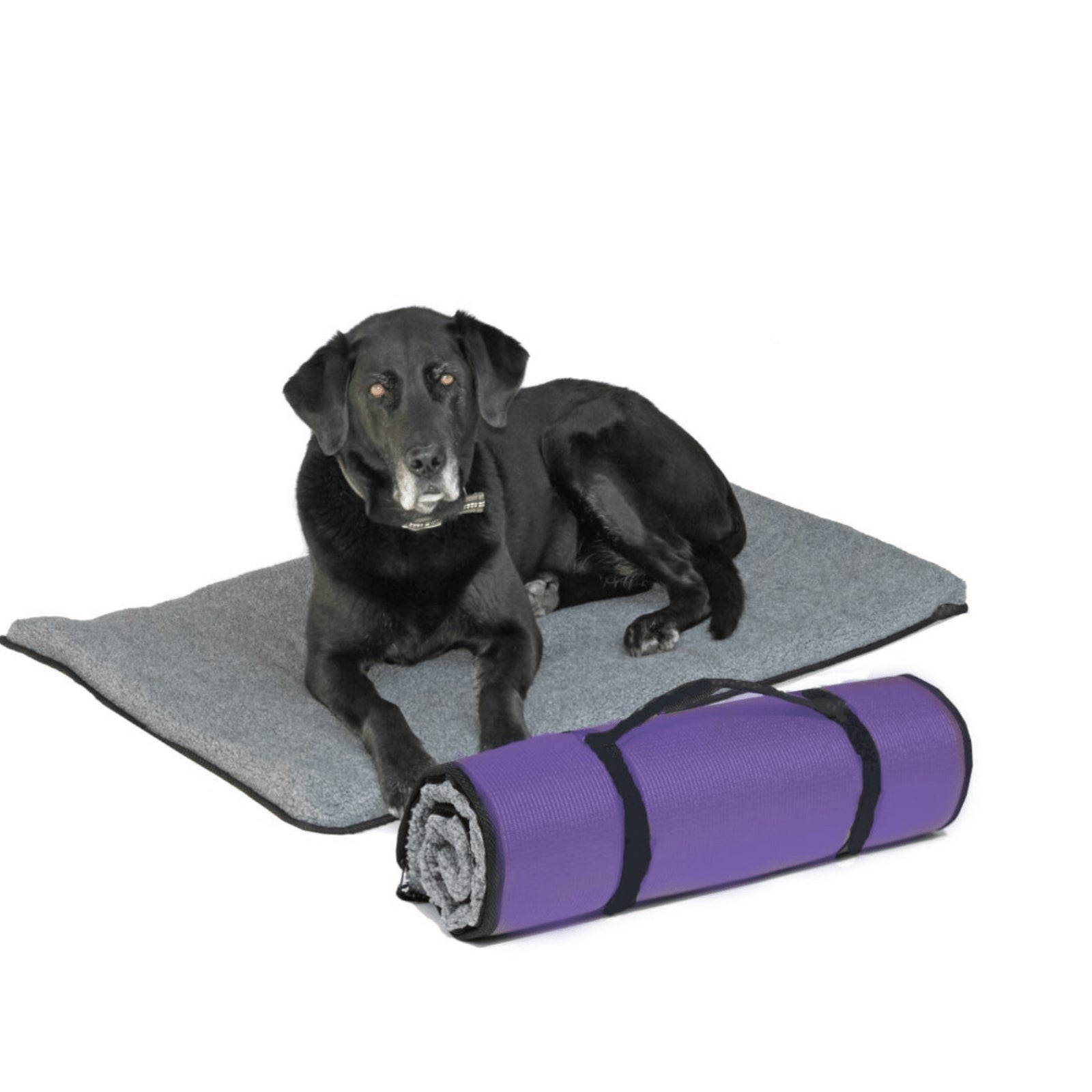 FITbed With Stretching Poster - Pet medical equipment