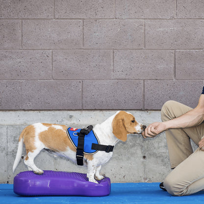 FITbone Balance Training Platform – Original - Pet medical equipment