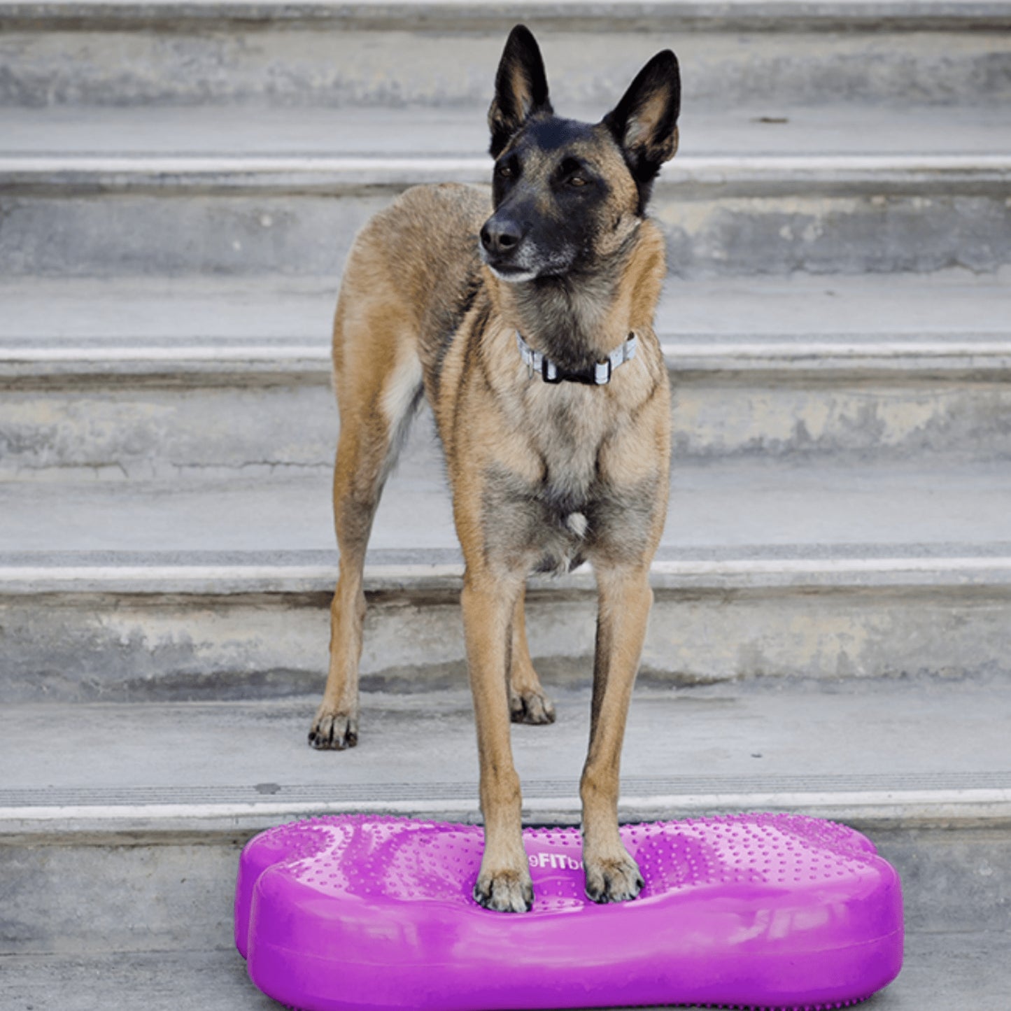 FITbone Balance Training Platform – Original - Pet medical equipment