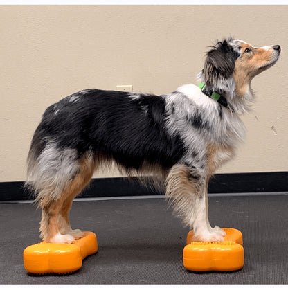 Fun Balanced Fitness with 2 Mini FITbones - Pet medical equipment