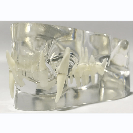 Kit Tooth Model - Transparent - Pet medical equipment
