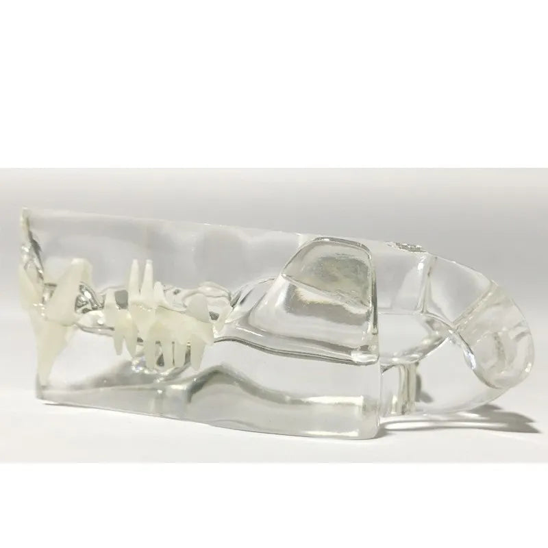 Kit Tooth Model - Transparent - Pet medical equipment