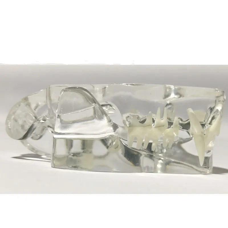 Kit Tooth Model - Transparent - Pet medical equipment