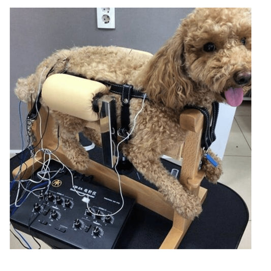 Pet Acupuncture Stabilizer - Pet medical equipment