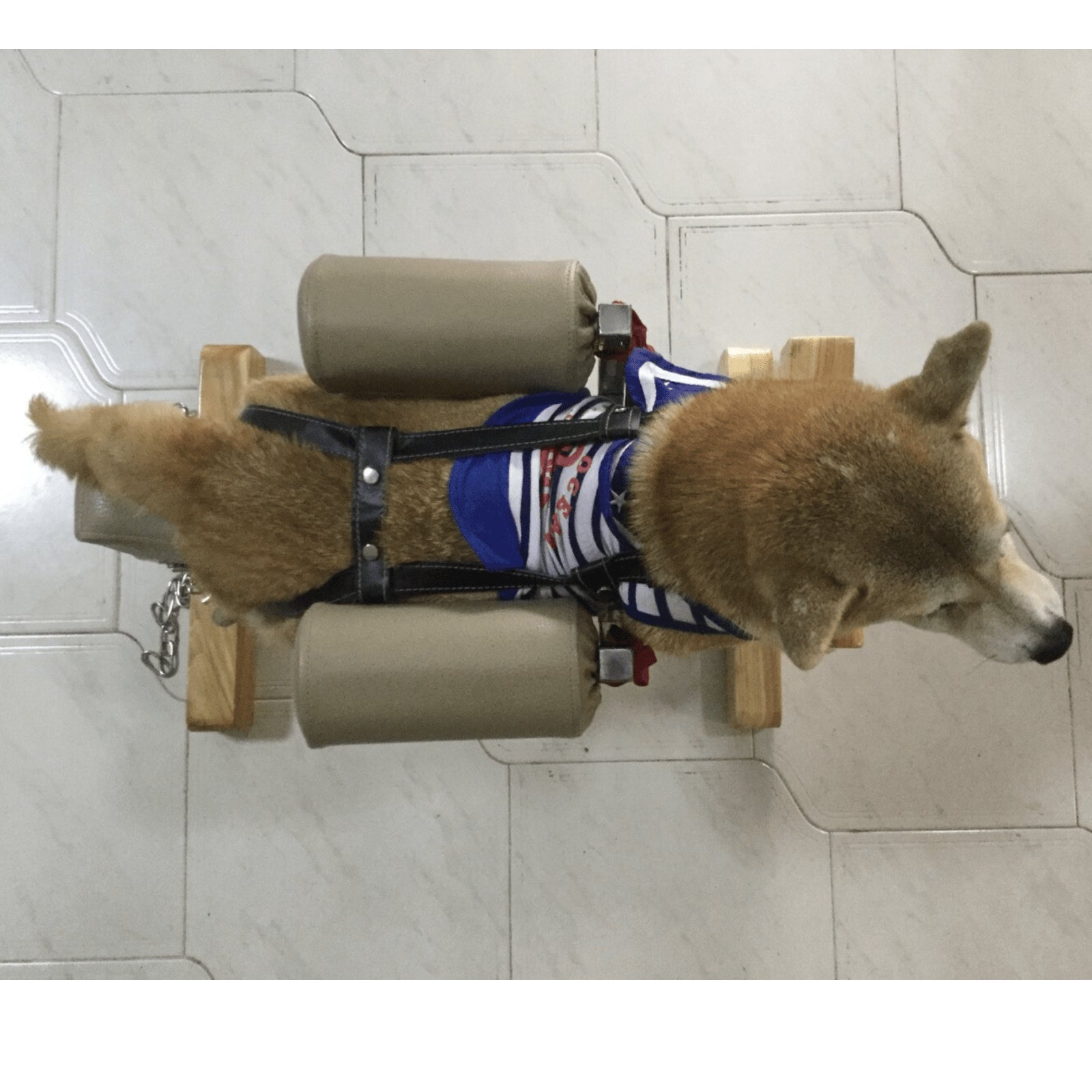 Pet Acupuncture Stabilizer - Pet medical equipment