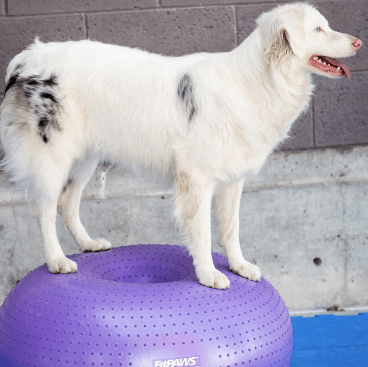 TRAX Donut-Purple - Pet medical equipment