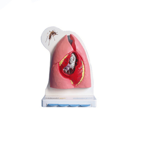 The Dissection Model of Cat Heart and Lung - Pet medical equipment