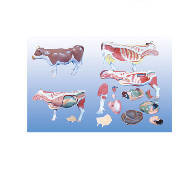 The Dissection Model of Cattle(18parts) - Pet medical equipment