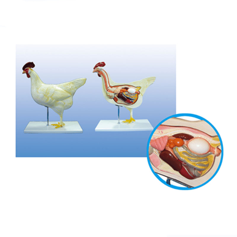 The Dissection Model of Chicken (5parts) - Pet medical equipment