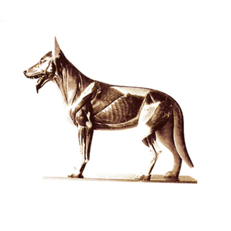 The Dissection Model of Dog - Pet medical equipment