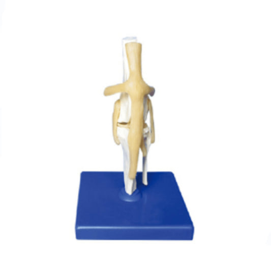 The Dissection Model of Dog Knee Joint Dimension - Pet medical equipment