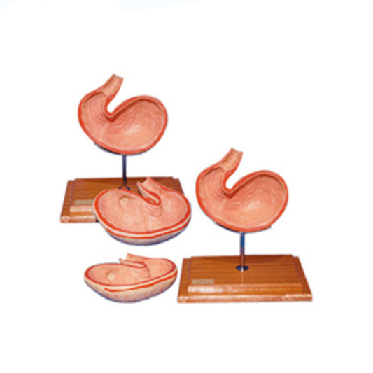 The Dissection Model of Dog Stomach(2parts) - Pet medical equipment