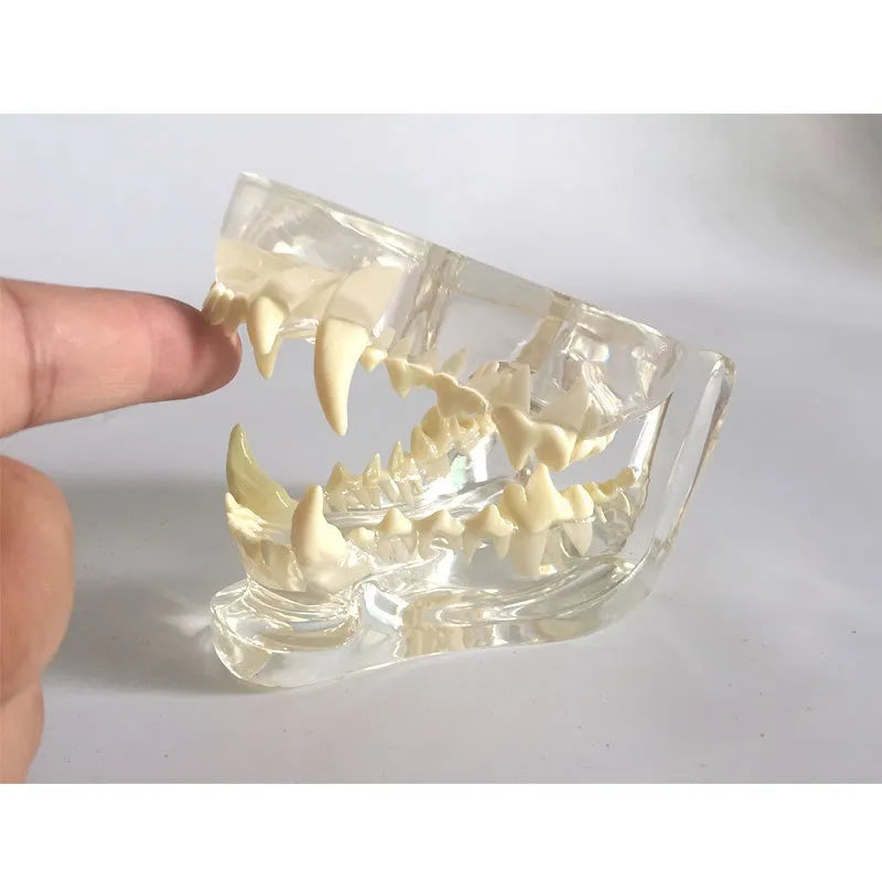 The Dissection Model of Dog Tooth-Transparent - Pet medical equipment