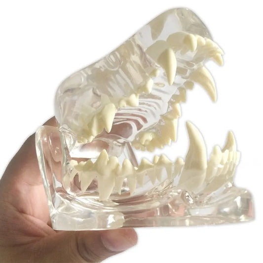 The Dissection Model of Dog Tooth-Transparent - Pet medical equipment