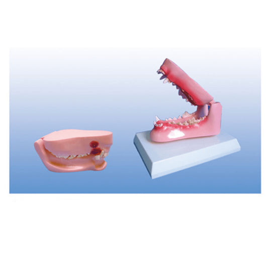 The Dissection Model of Dog Tooth - Pet medical equipment