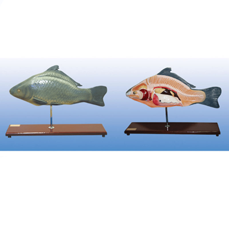 The Dissection Model of Fish Dimension:490x150x350(mm) - Pet medical equipment