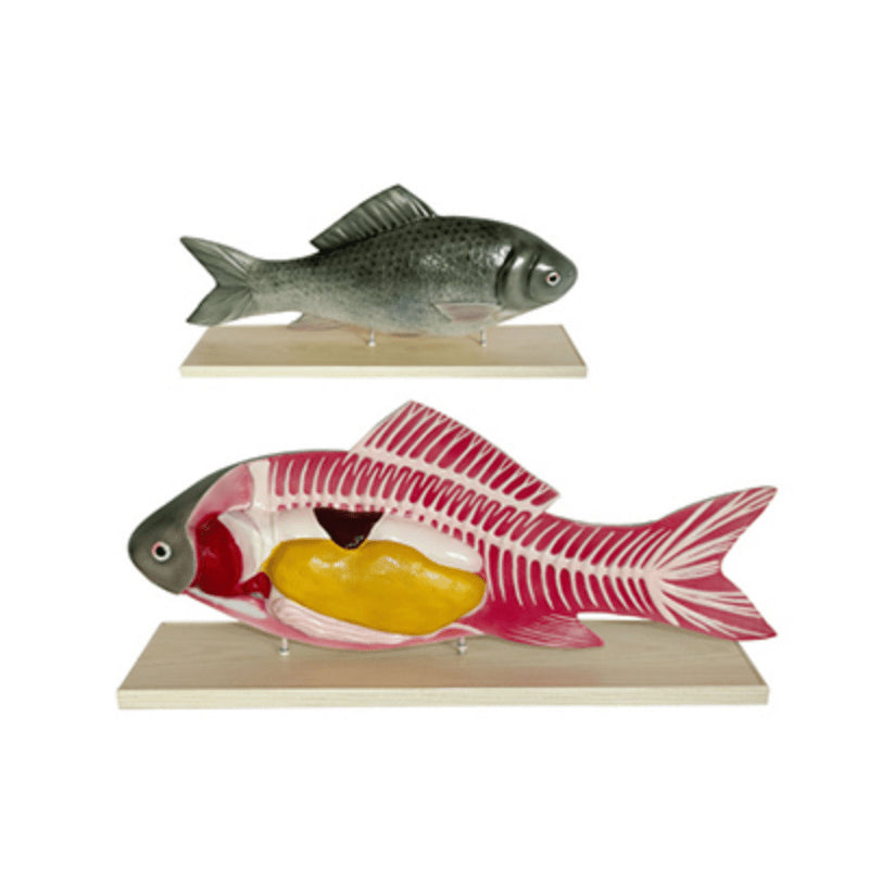 The Dissection Model of Fish Dimension:380x150x300(mm) - Pet medical equipment