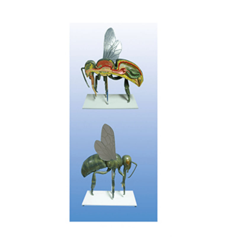 The Dissection Model of Honeybee - Pet medical equipment